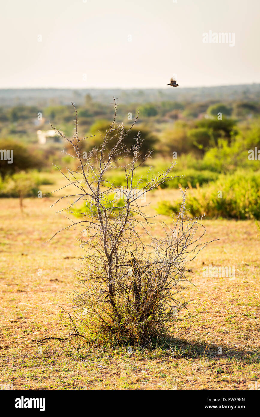 Piccolo uccello in volo su un impulso breve albero in Botswana, Africa Foto Stock