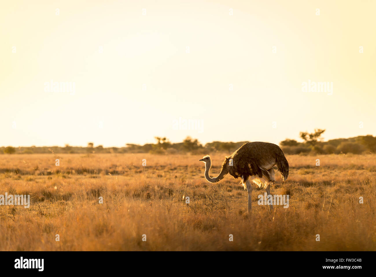 Bella struzzo sorge sulla pianura al tramonto in Botswana, Africa Foto Stock