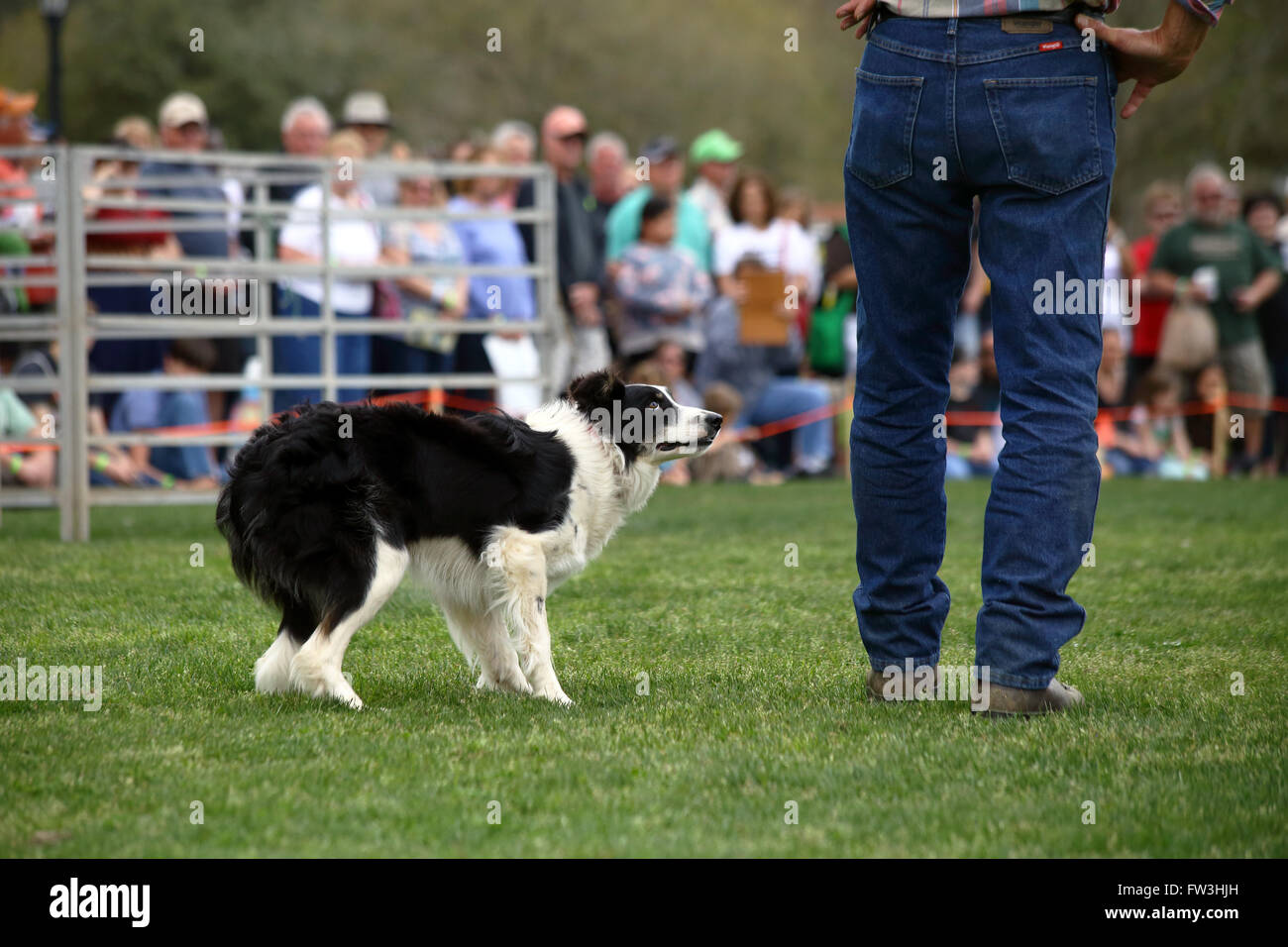 Un cane attende con ansia comandi durante una dimostrazione di Border Collie imbrancandosi competenze durante la cerimonia inaugurale dei Mirti violazione Highland G Foto Stock
