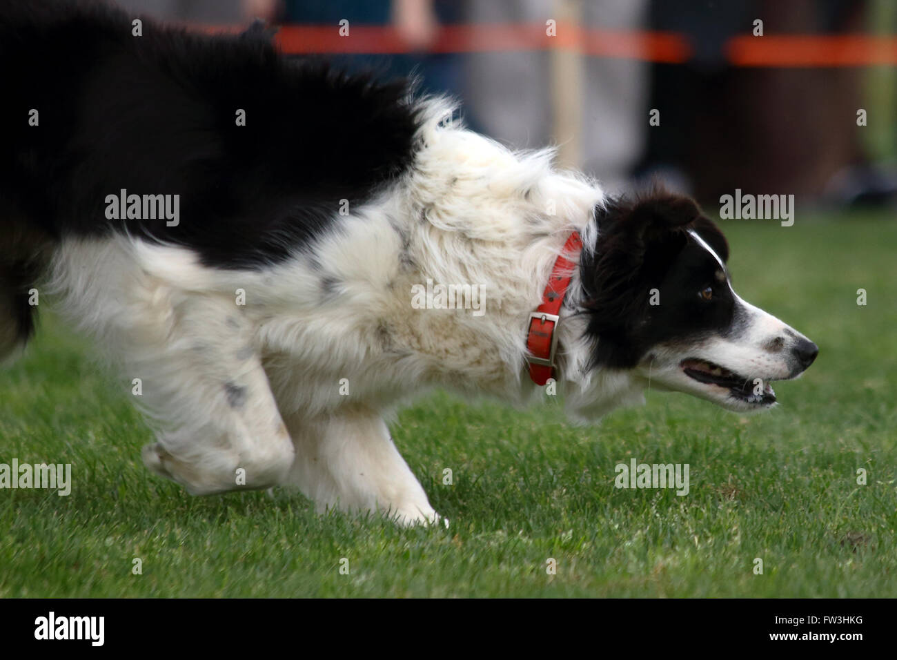 Un cane di stalking un gregge di pecore durante una dimostrazione di Border Collie imbrancandosi competenze durante la cerimonia inaugurale dei Mirti violazione Highland G Foto Stock