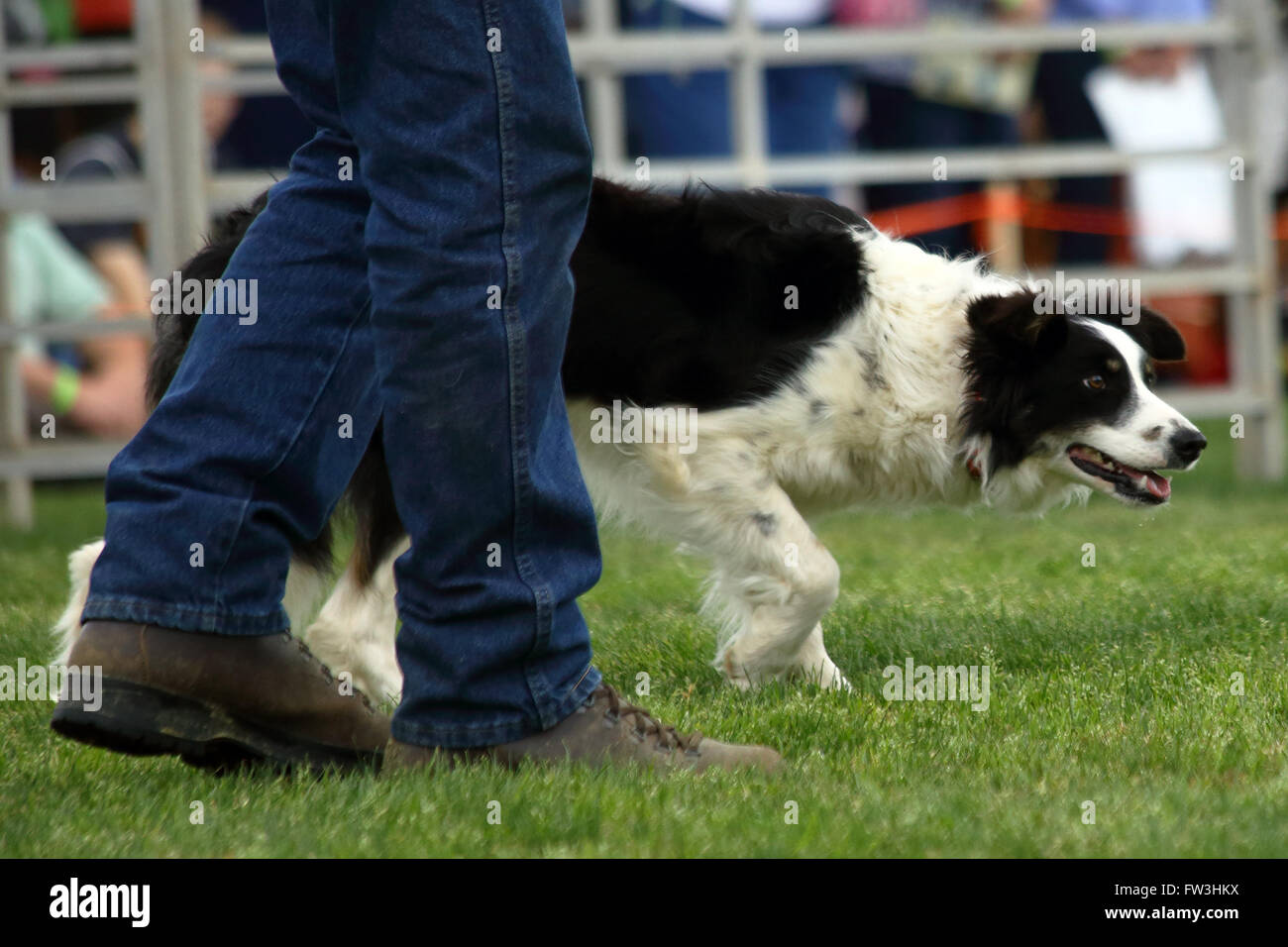 Un cane attende con ansia comandi durante una dimostrazione di Border Collie imbrancandosi competenze al mirto inaugaral violazione Highland G Foto Stock