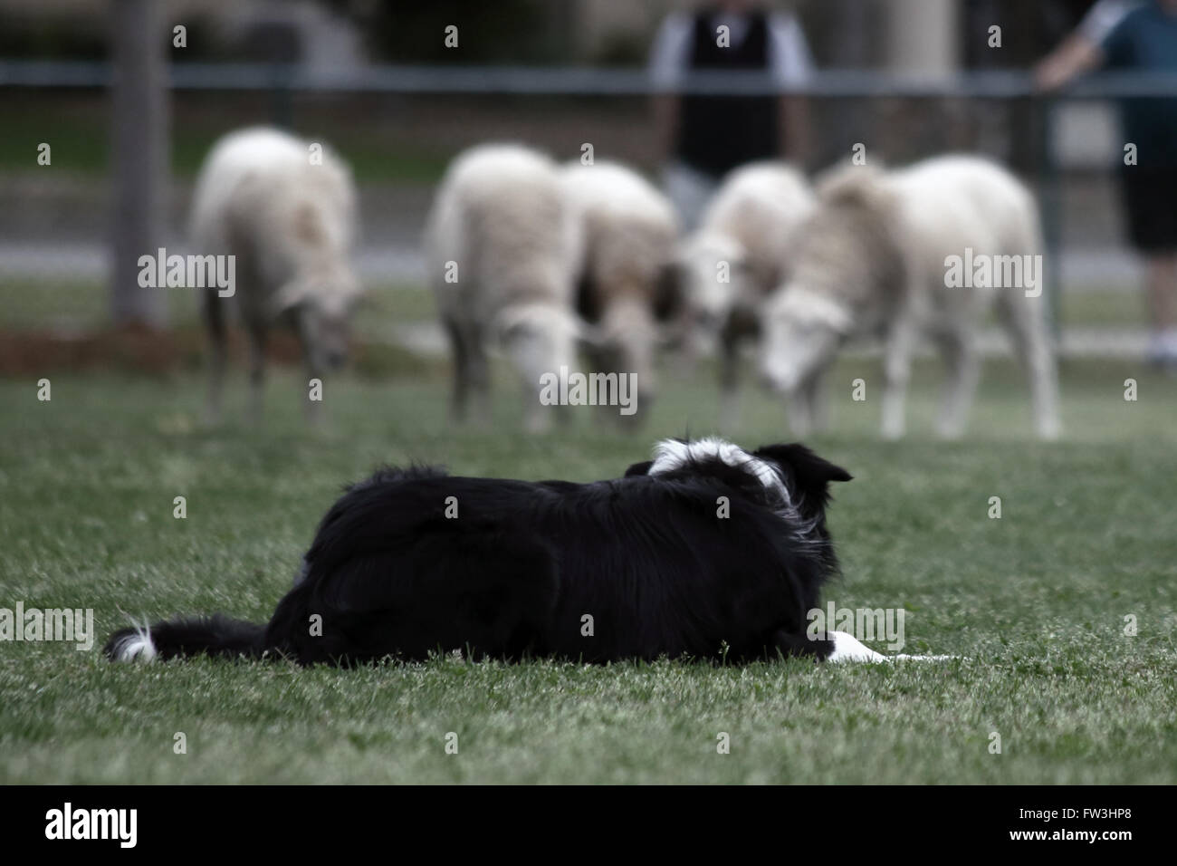 Un cane di stalking un gregge di pecore durante una dimostrazione di Border Collie imbrancandosi competenze durante la cerimonia inaugurale dei Mirti violazione Highland G Foto Stock