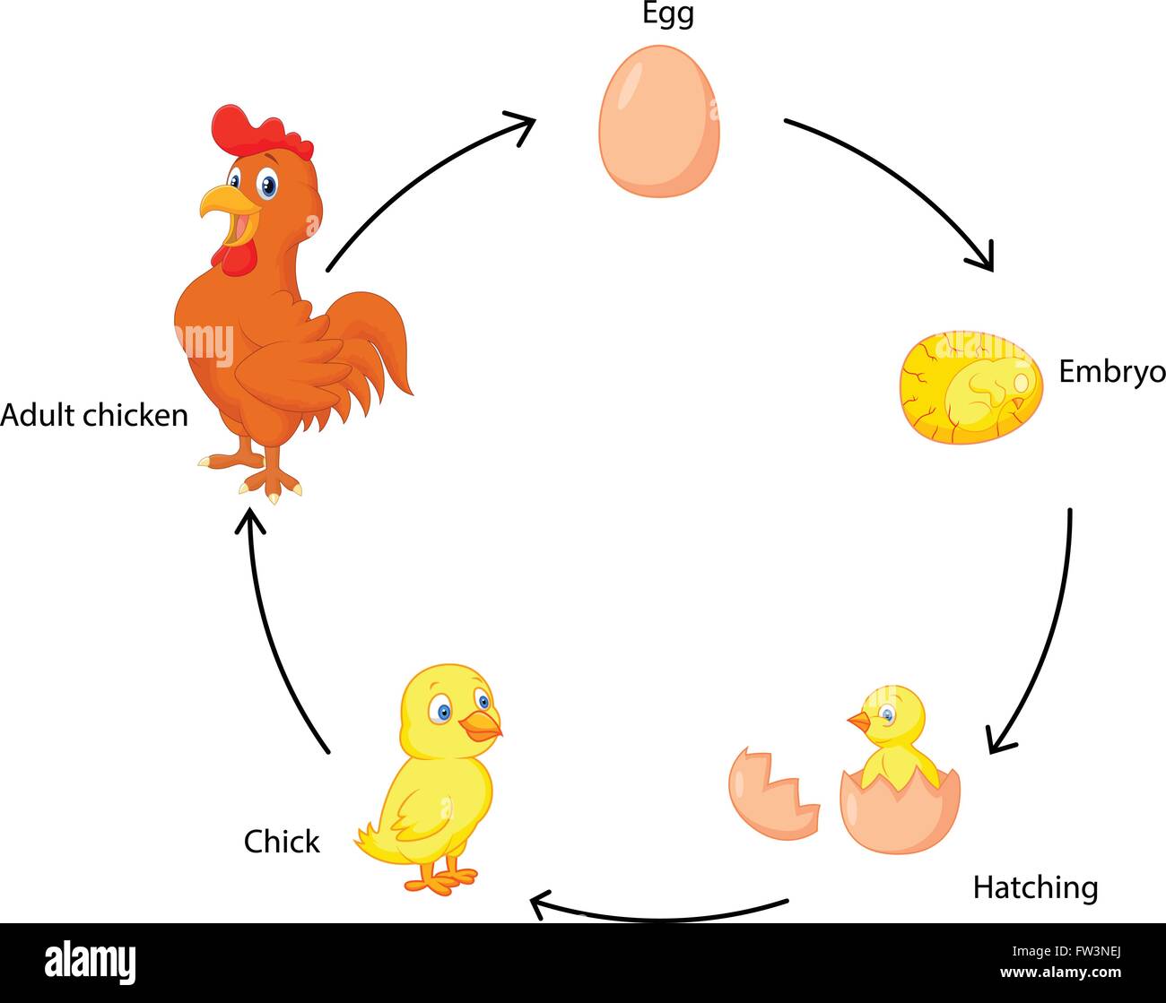 Ciclo di vita di un pollo per bambini Illustrazione Vettoriale