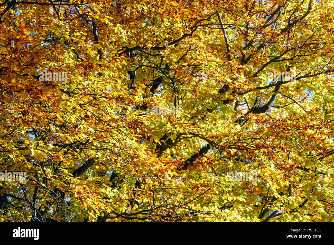 In autunno il ramo di faggio con fogliame giallo illuminato dal sole. Sfondo. Foto Stock