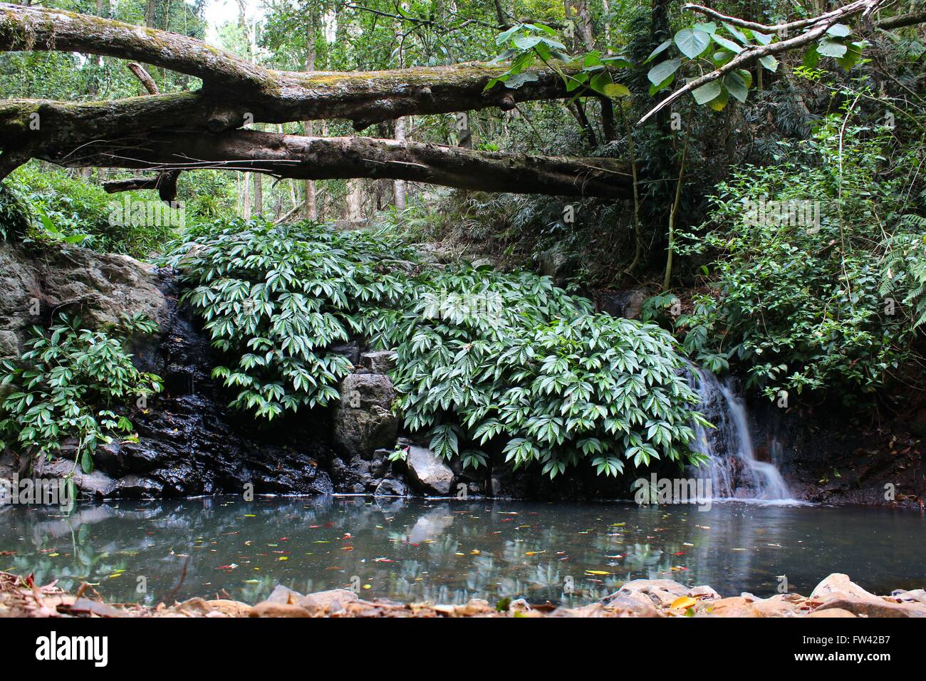 Piscina e cascata con alberi caduti e scorcio roccioso a Bunya Mountains, Queensland, Australia Foto Stock