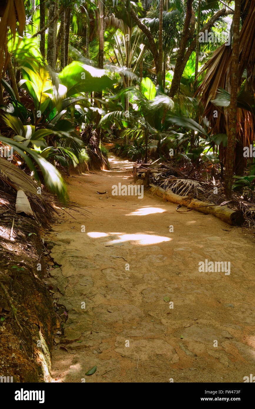 Wege und im vegetazione Vallee de Mai Nationalpark, Unesco Welterbe, Insel Praslin, Seychellen Foto Stock