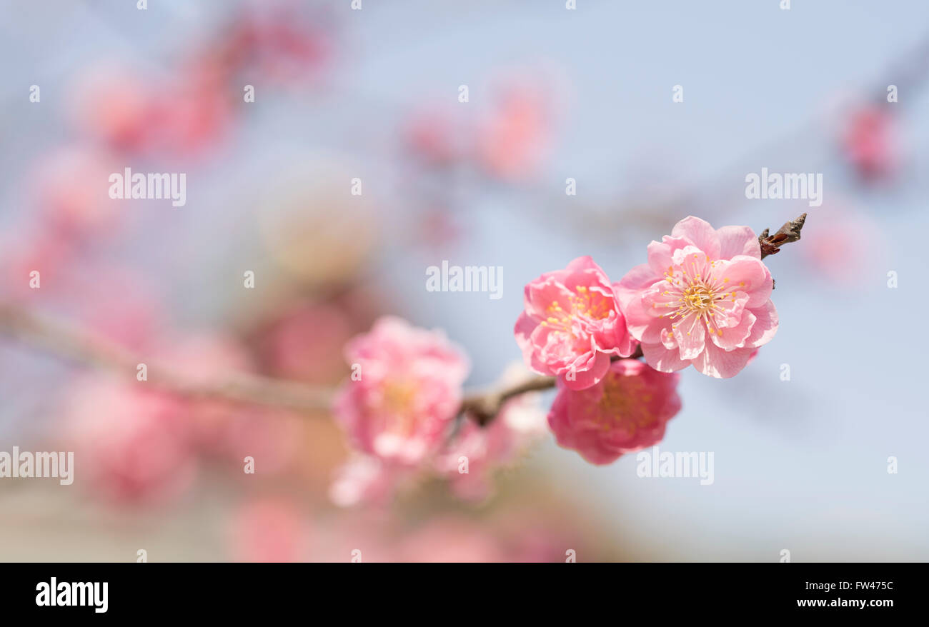 Kitano Tenmangu Santuario, Kyoto - ben noto per i suoi fiori di susina ai primi di marzo. Foto Stock