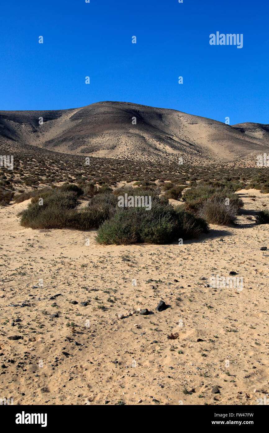 Asciugare deserto sabbioso Jandia peninsula, Fuerteventura, Isole Canarie, Spagna Foto Stock