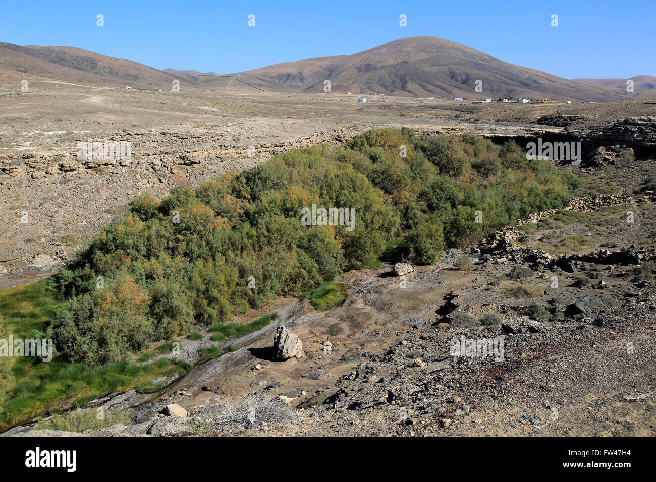 Vegetazione che cresce nel fondo del corso d'acqua stagionale Valley, vicino Paraja, Fuerteventura, Isole Canarie, Spagna Foto Stock