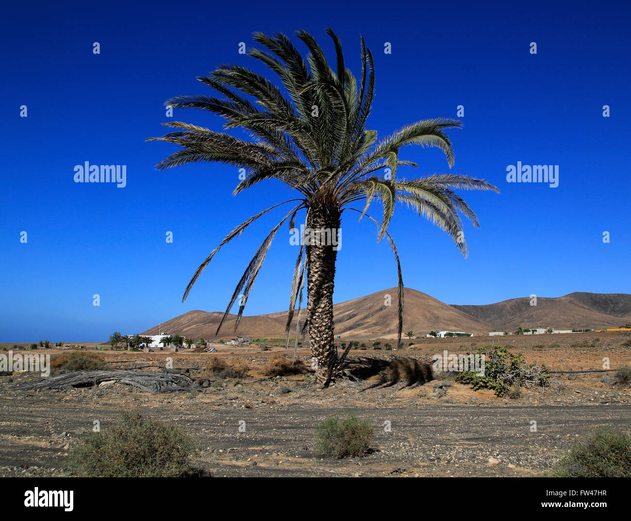 Data la struttura Palm Tree contro il profondo blu del cielo in semi-deserto vicino a Pajara, Fuerteventura, Isole Canarie, Spagna Foto Stock