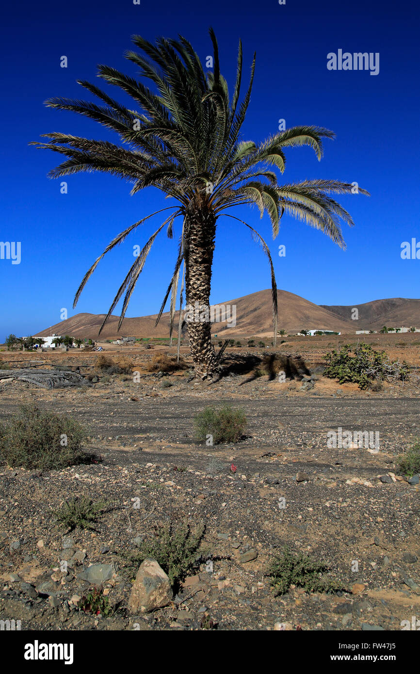 Data la struttura Palm Tree contro il profondo blu del cielo in semi-deserto vicino a Pajara, Fuerteventura, Isole Canarie, Spagna Foto Stock