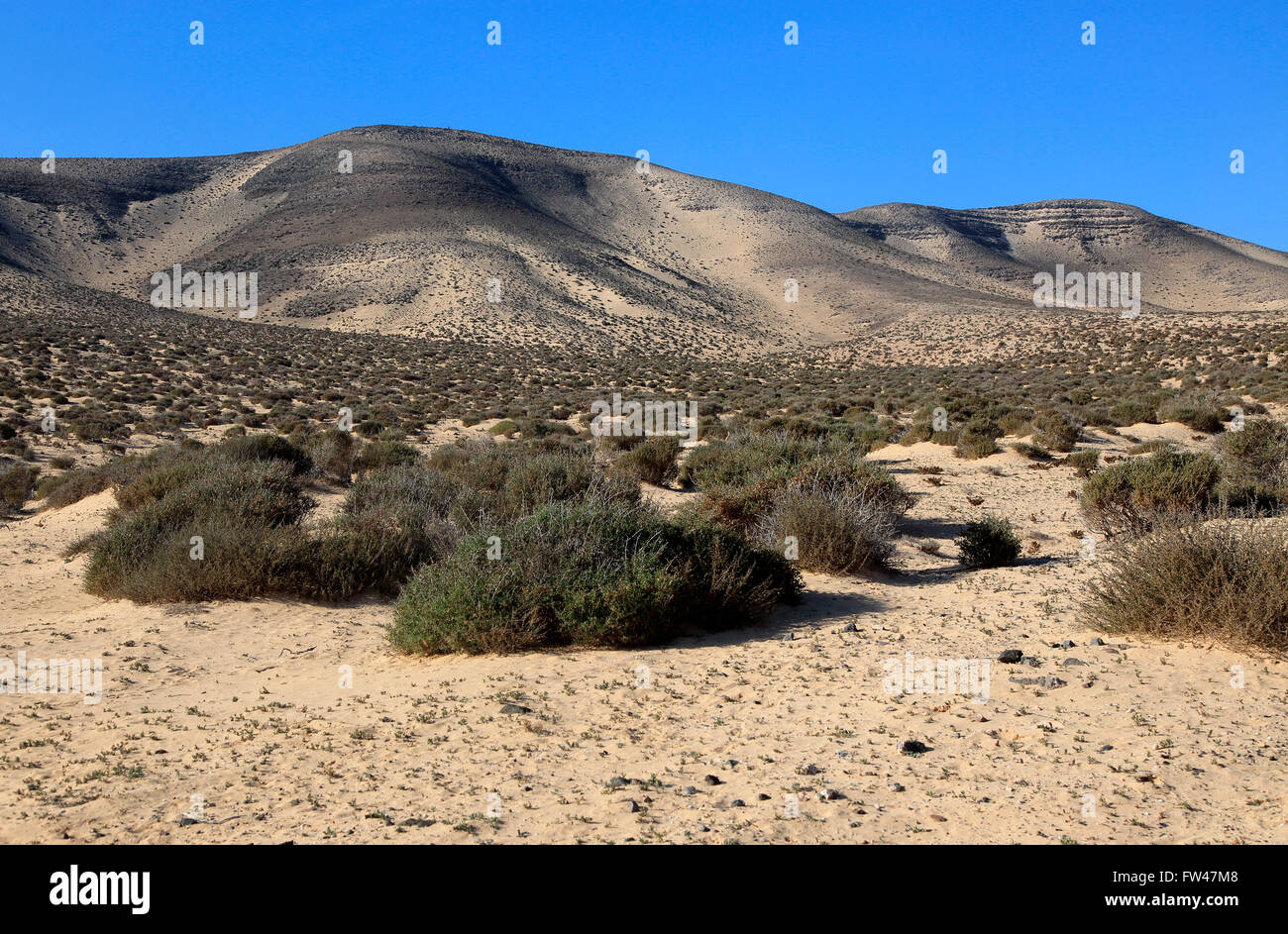 Asciugare deserto sabbioso Jandia peninsula, Fuerteventura, Isole Canarie, Spagna Foto Stock