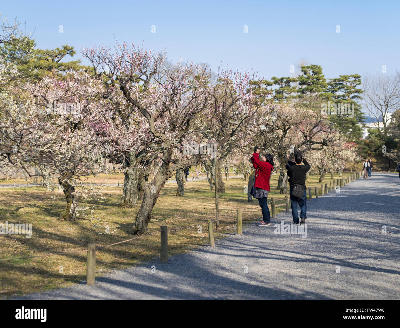 Il Castello di Nijo, Kyoto in marzo - prugna alberi in fiore i giardini del castello. Foto Stock