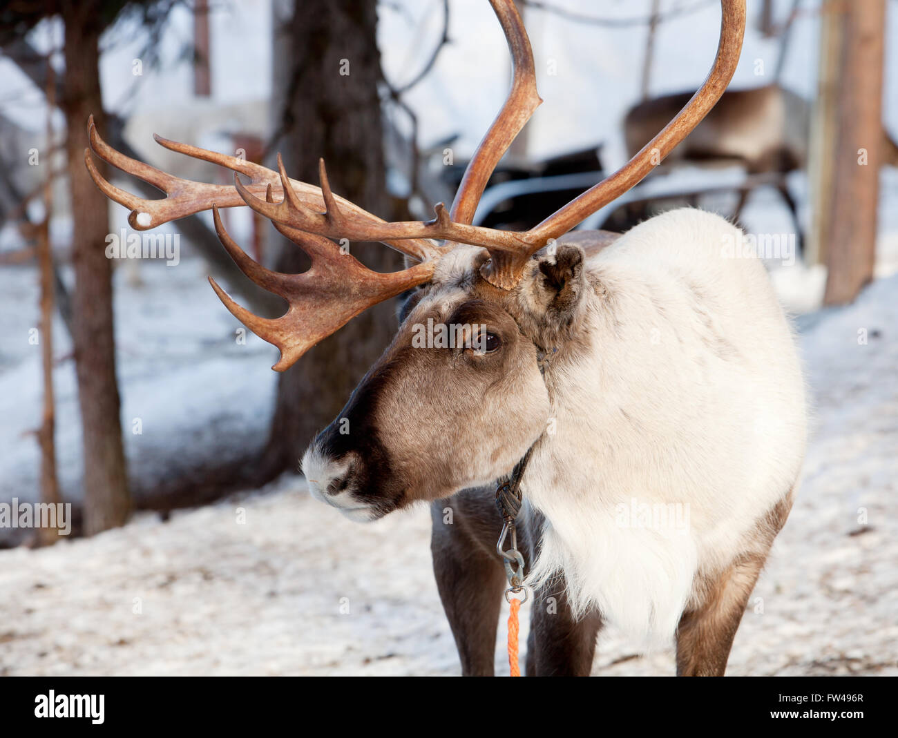 La renna con grandi corna di cervo in Lapponia di Finlandia Foto Stock