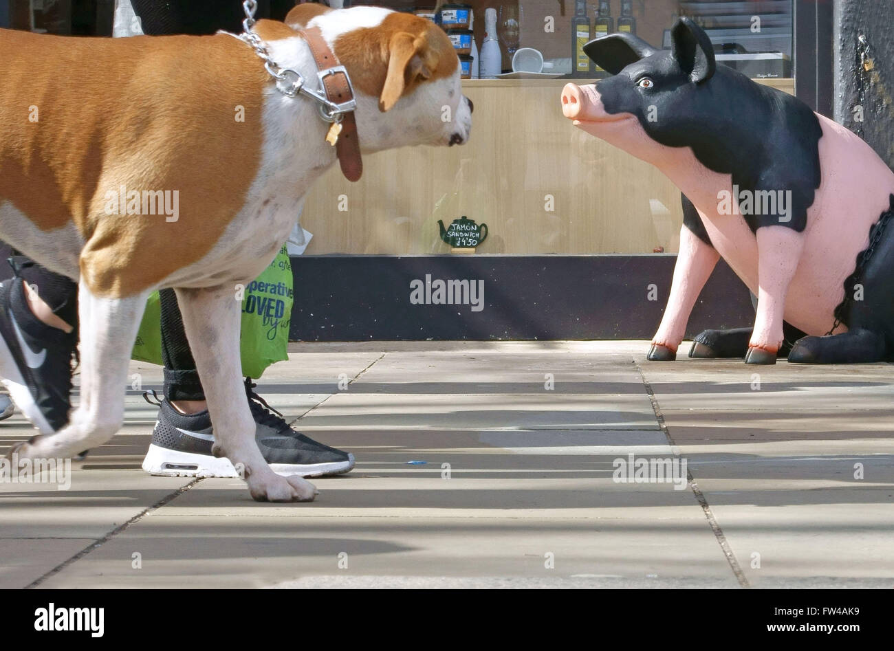 I suini figura al di fuori lo spagnolo delicatessen con passaggio di cane, Islington, Londra Foto Stock