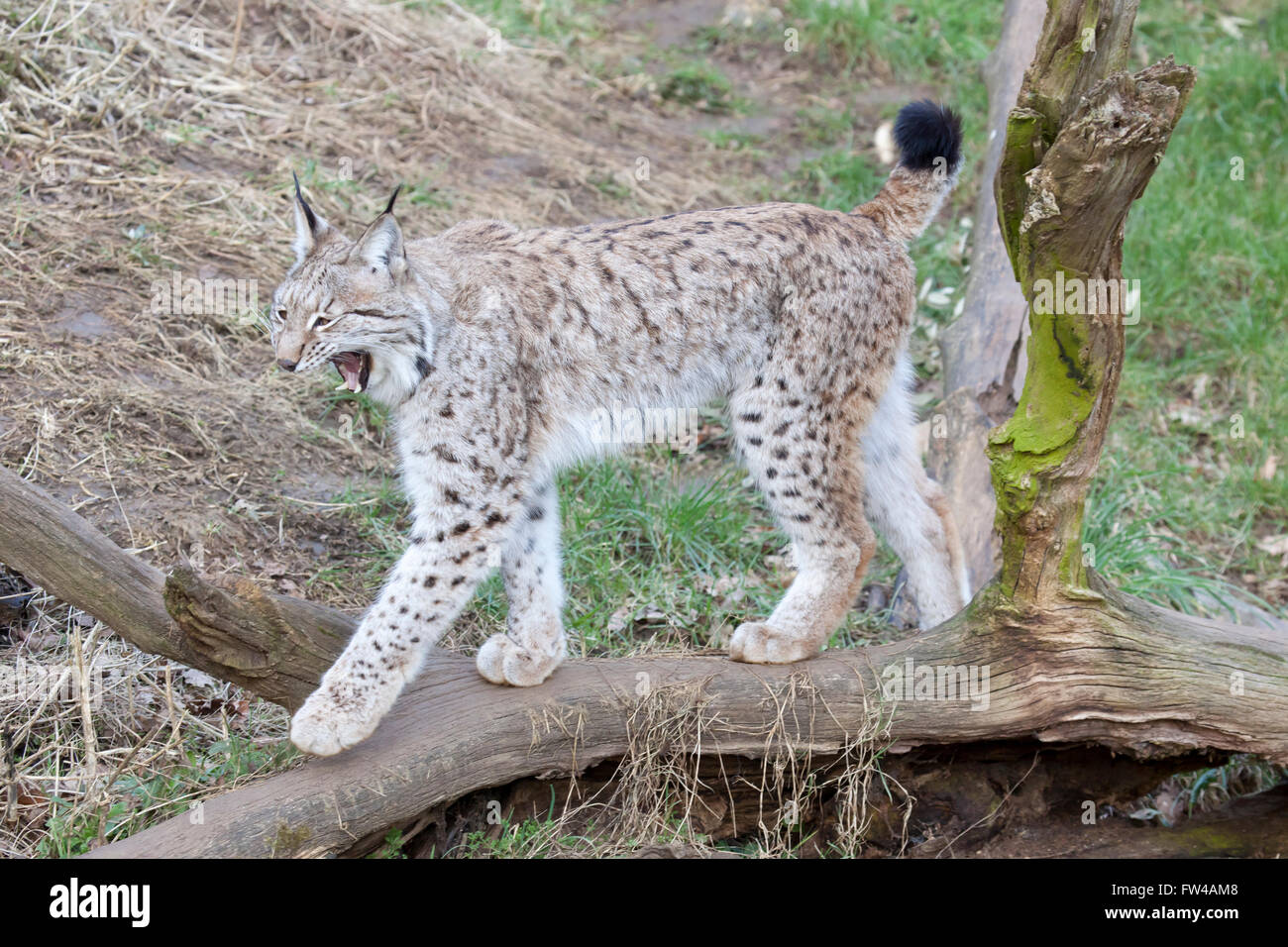 Un unico lince europea a piedi attraverso un registro caduti che mostra i denti Foto Stock