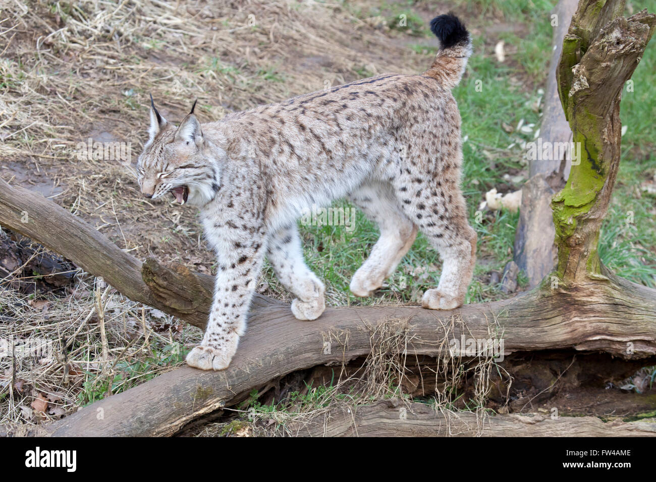 Un unico lince europea a piedi attraverso un registro caduti che mostra i denti Foto Stock