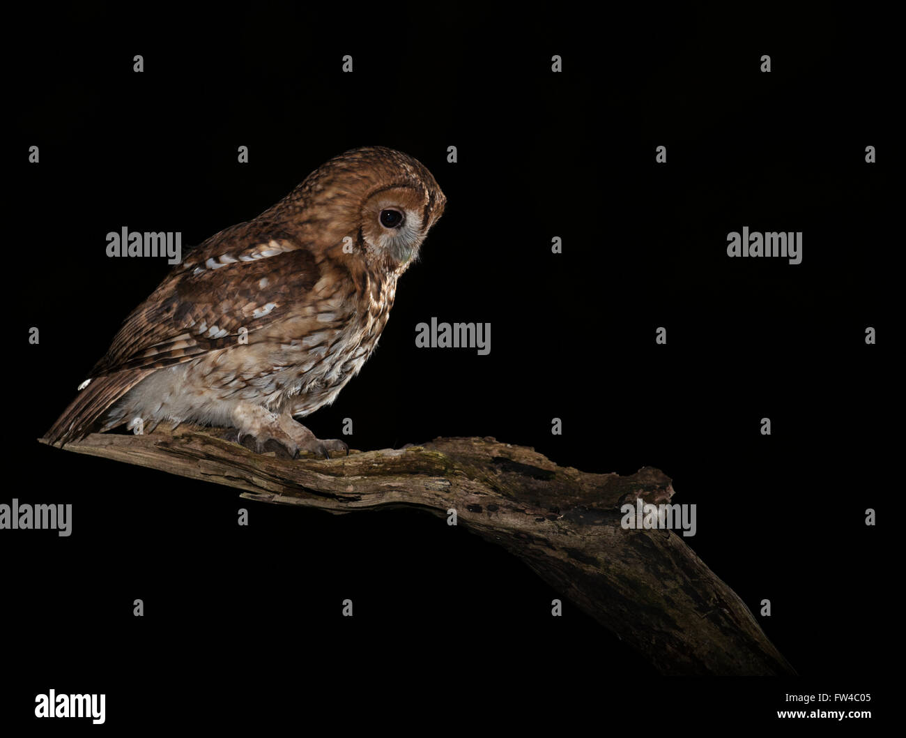 Wild Allocco (Strix aluco) appollaiato sul ramo di legno di notte nel Warwickshire woodland con la preda nella sua talons " Foto Stock