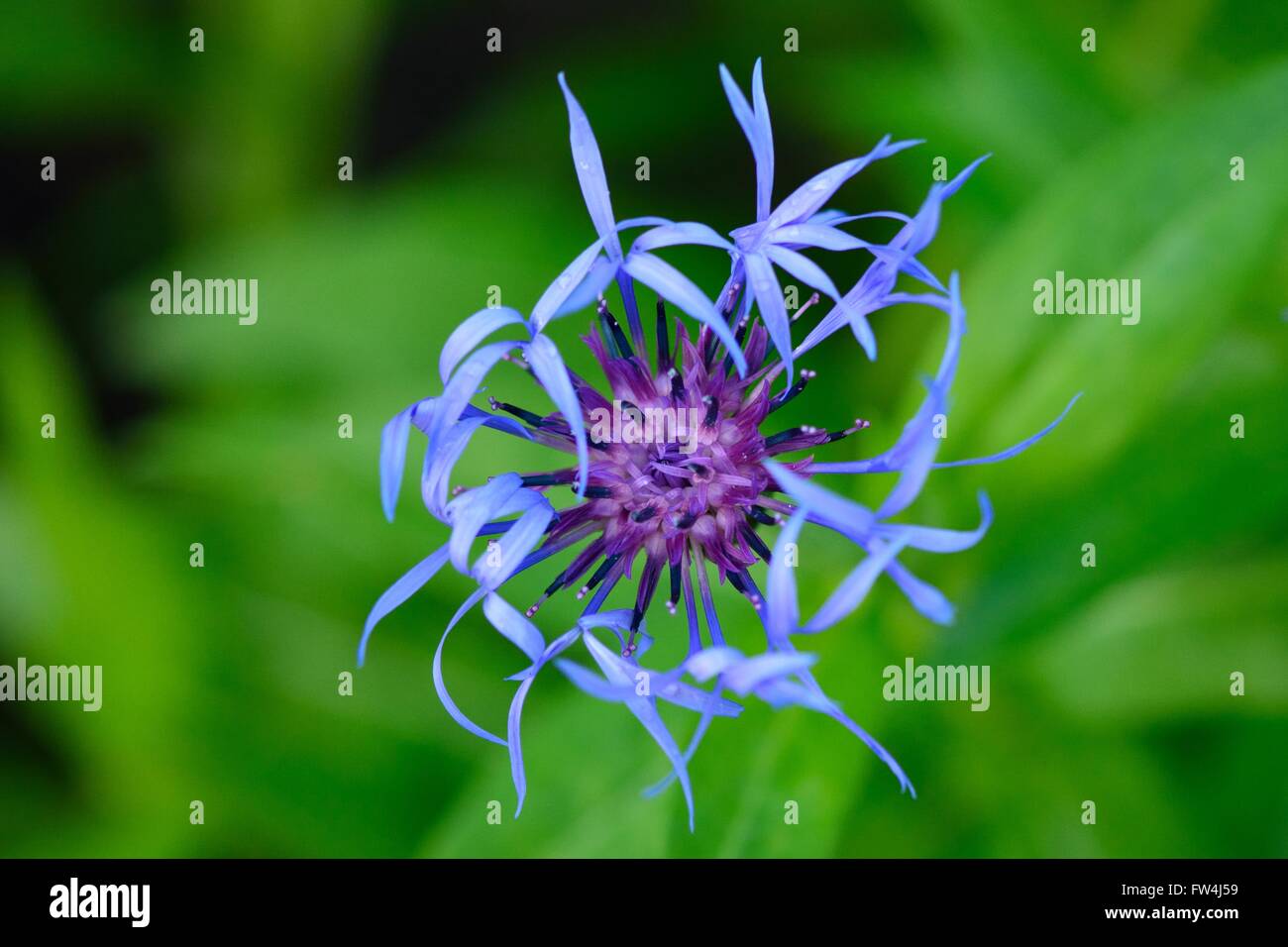 Perenne Fiordaliso (Centaurea montana) fiore dal di sopra. Un blu elettrico fiore con petali di straordinario nel giardino inglese Foto Stock