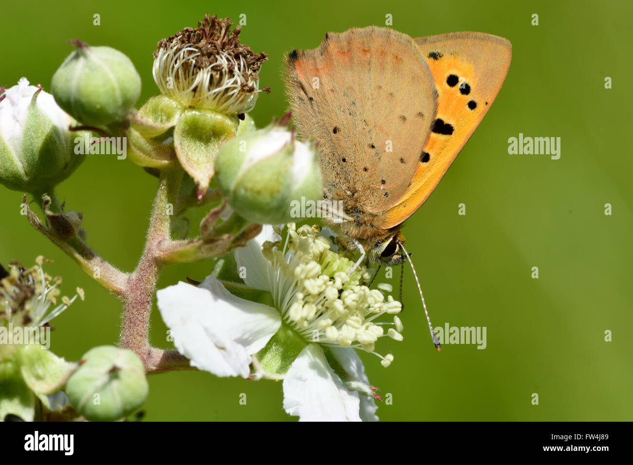 Piccola di rame (farfalla Lycaena phlaeas). Piccola farfalla della famiglia Lycaenidae nectaring su rovo, con parte inferiore visibile Foto Stock