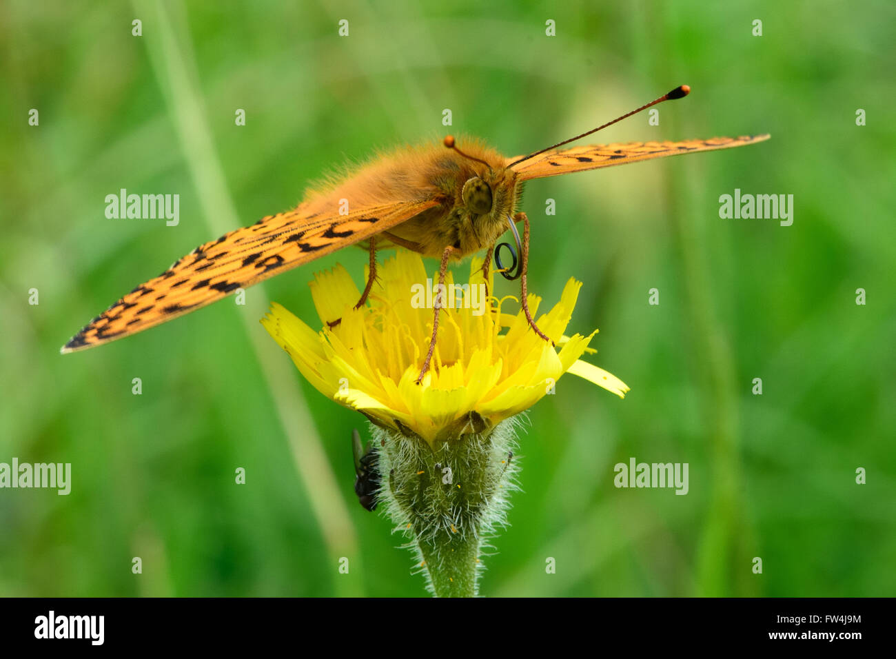 Verde scuro (fritillary Argynnis aglaja) farfalla nectaring. Splendidamente segnato la prateria butterfly nella famiglia Nymphalidae Foto Stock