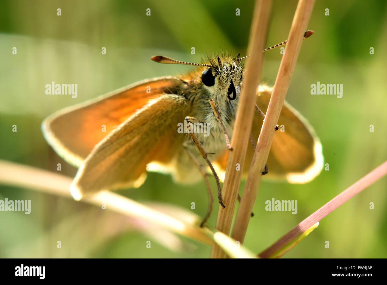 Piccola skipper (Thymelicus sylvestris) farfalla sull'erba. Piccola prateria butterfly nella famiglia Hesperiidae, a riposo Foto Stock