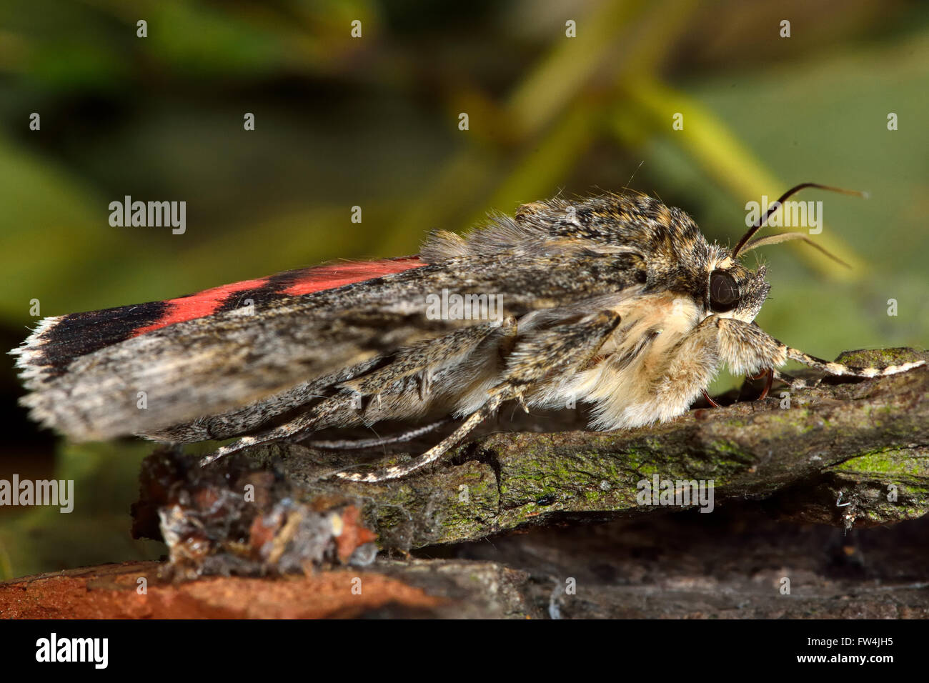 Rosso (underwing Catocala nupta) moth nel profilo. Grande falena nella famiglia Erebidae, con forewings grigio e rosso hindwings Foto Stock