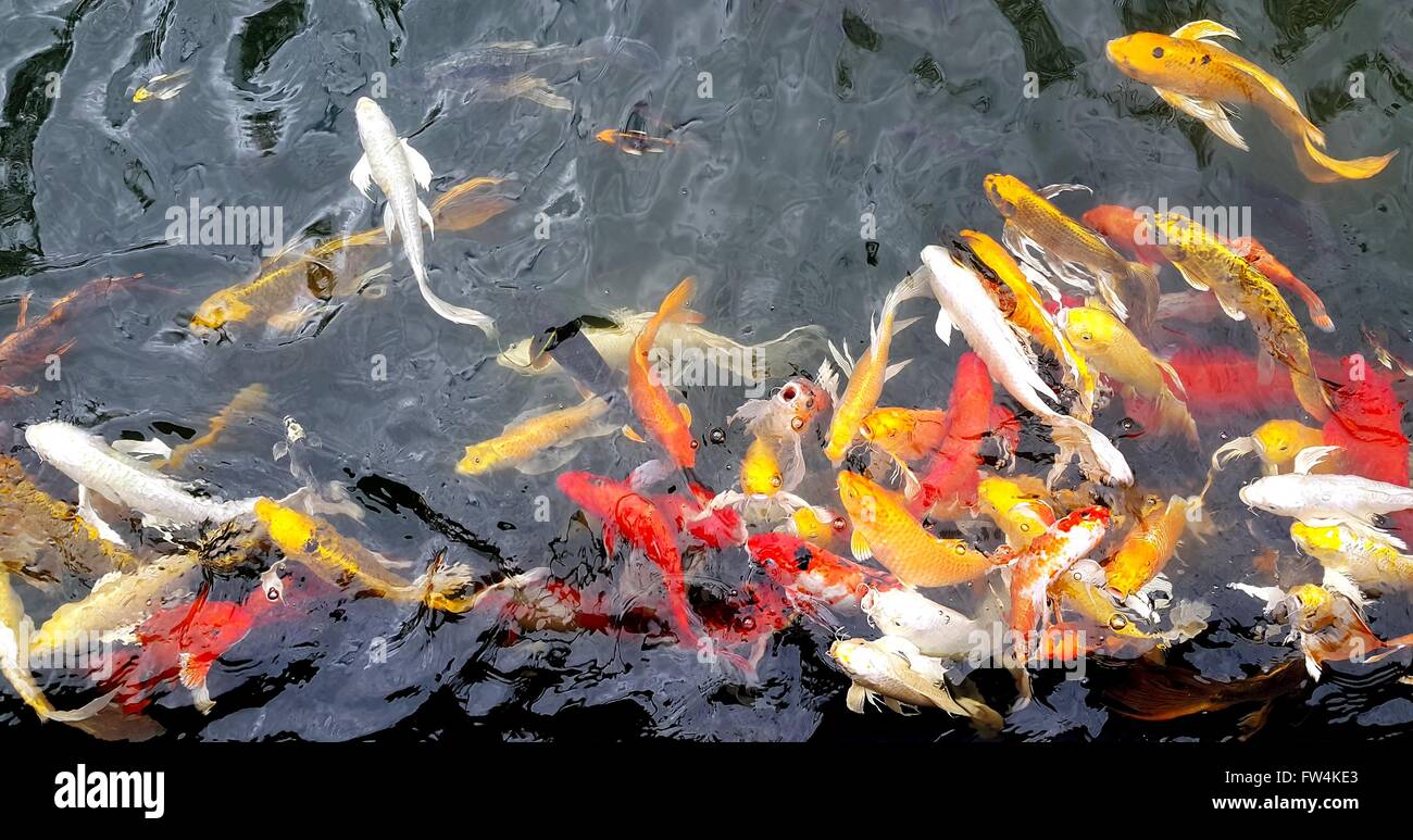 Colorati pesci koi nuotare nello stagno Foto Stock