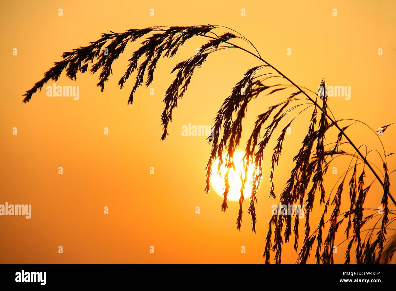 Silhouette di Reed contro beautiful Golden sunrise Foto Stock