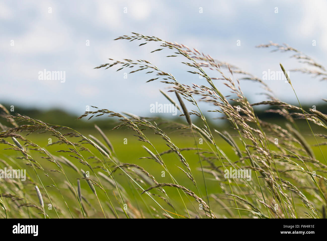 Erba lunga sventolare nel vento Foto Stock