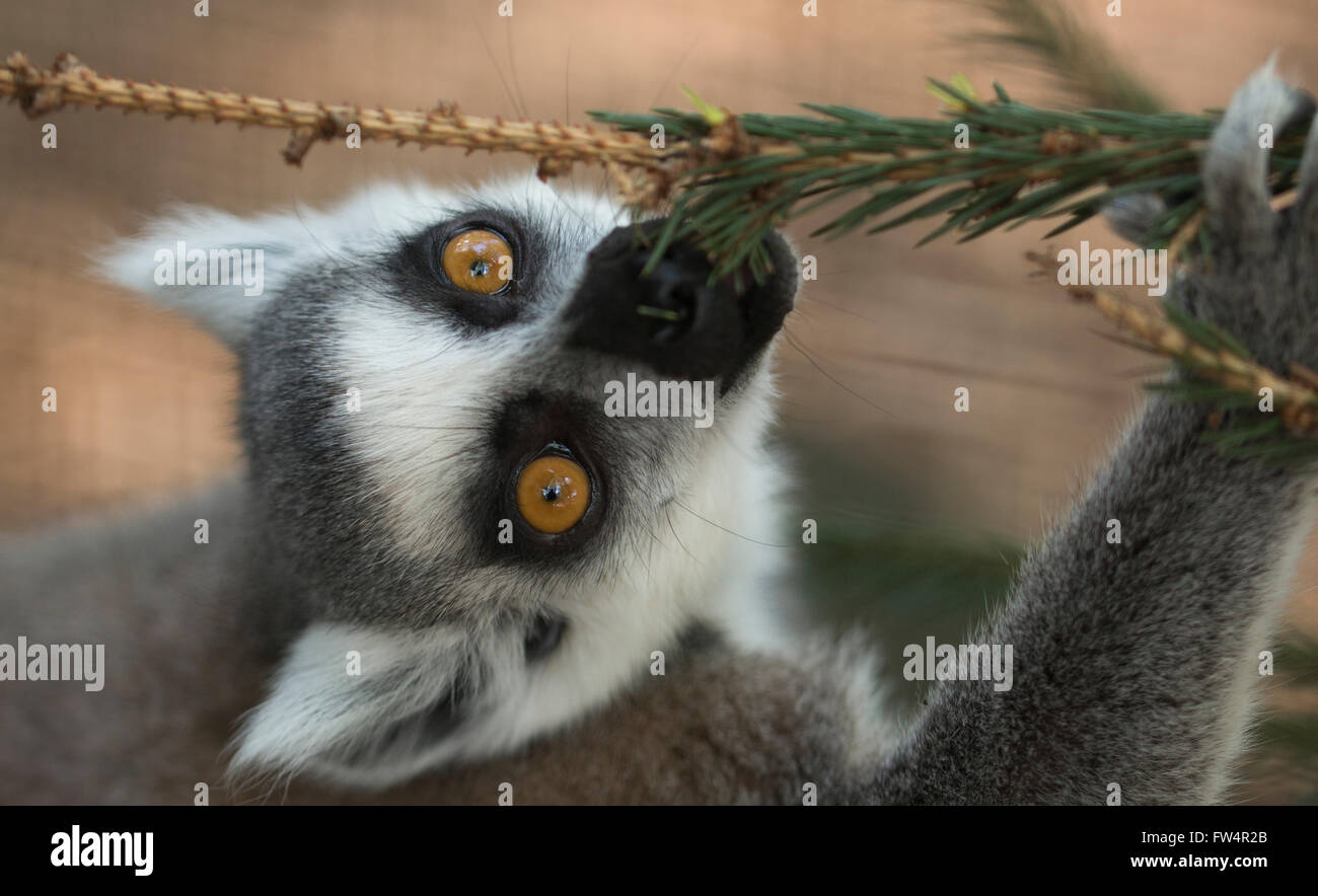 Lemure pino mangiare ramo di albero Foto Stock