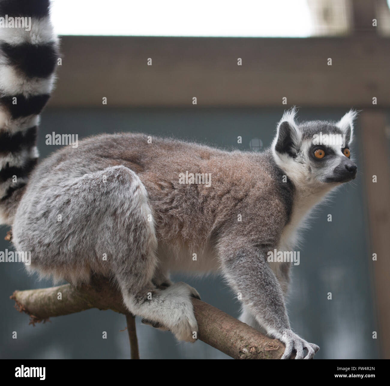 Lemure Foto Stock