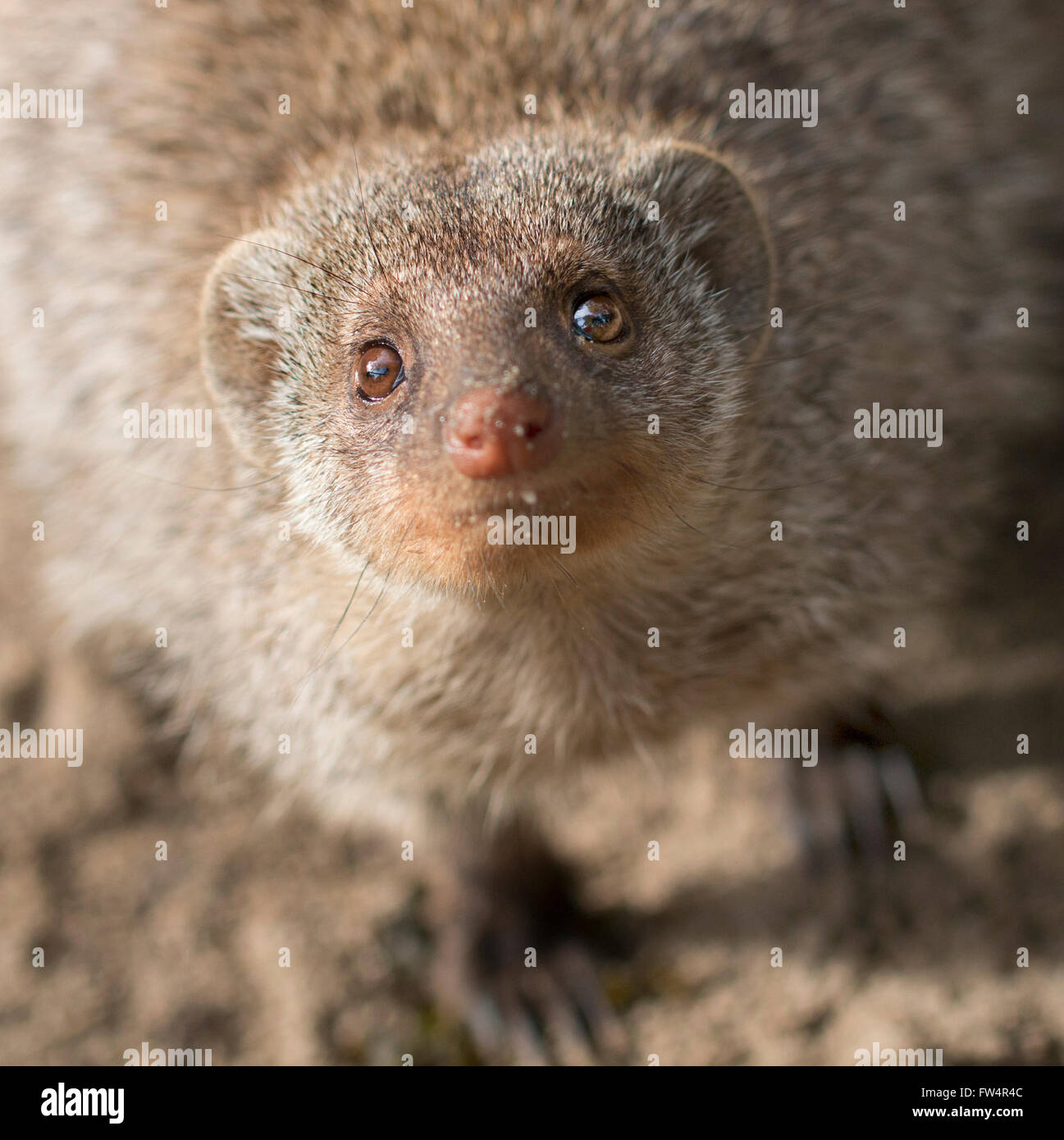 Headshot meerkat cercando e fissando la videocamera Foto Stock