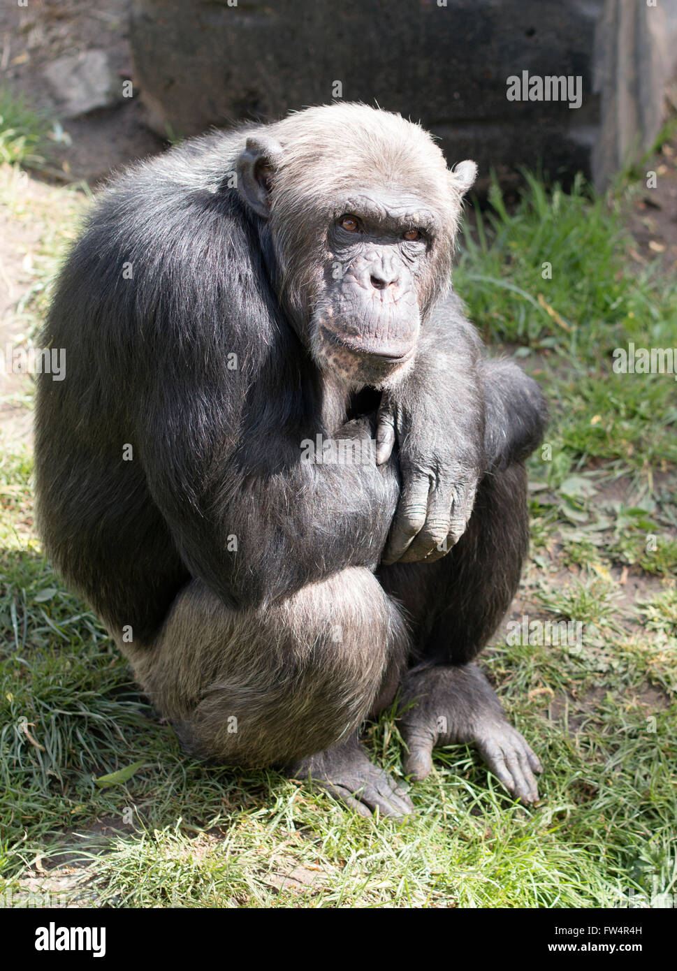 Seduta di scimmia, con le braccia incrociate Foto Stock