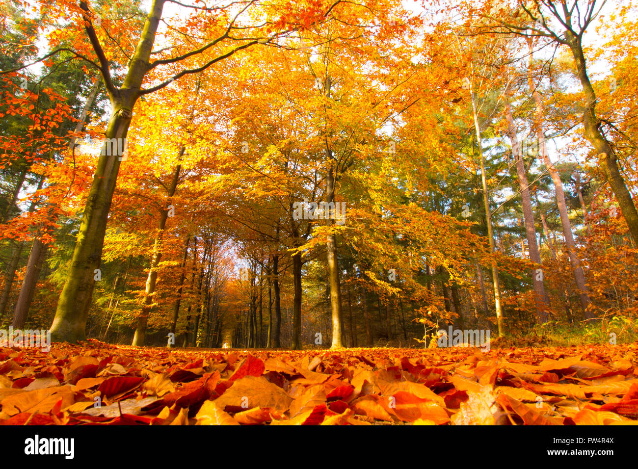 Bosco autunnale, parco, di rosso e di giallo Foto Stock