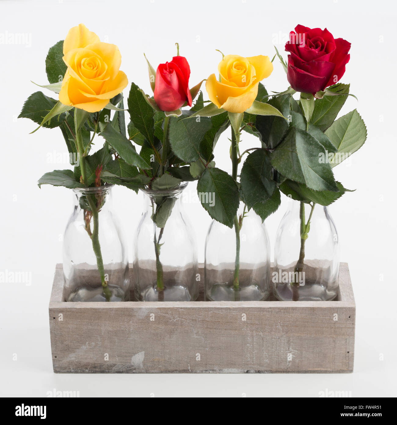 Four Roses in quattro vasi in una scatola di legno, isolato su sfondo bianco Foto Stock