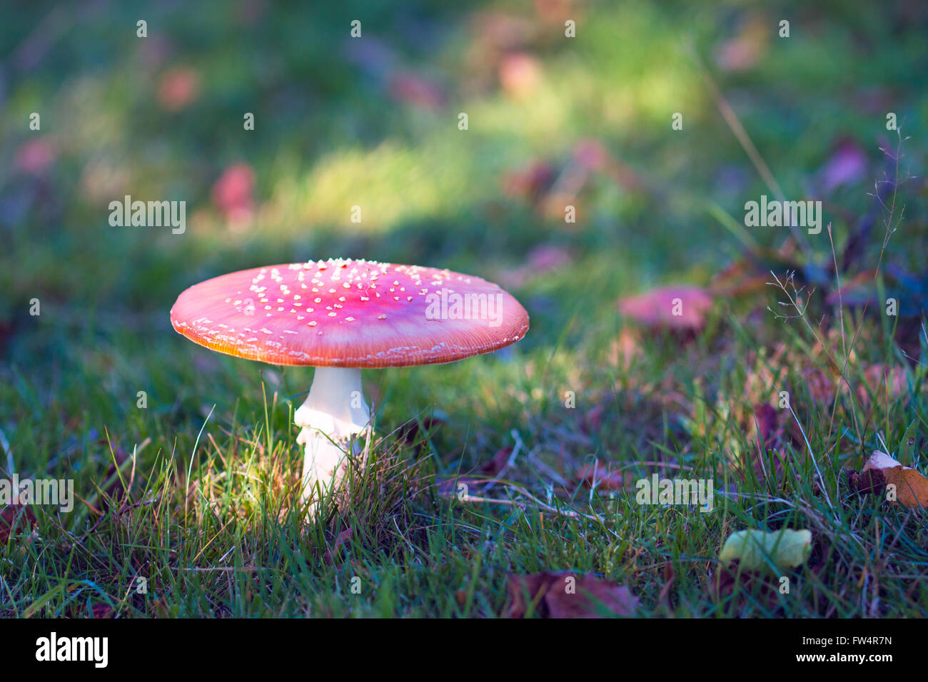 Fly agaric mushroom Foto Stock