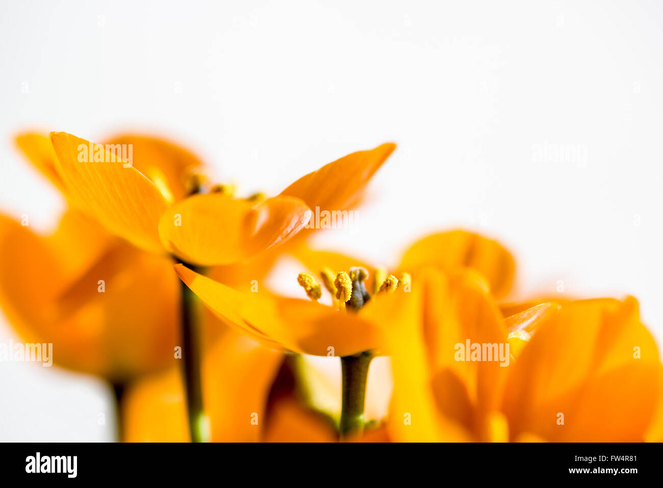 Ornithogalum dubium Houtt. Dubius Eliokarmos Asparagaceae giallo arancione primavera, bloom, asparagi-simili, primi fiori che sbocciano ne Foto Stock