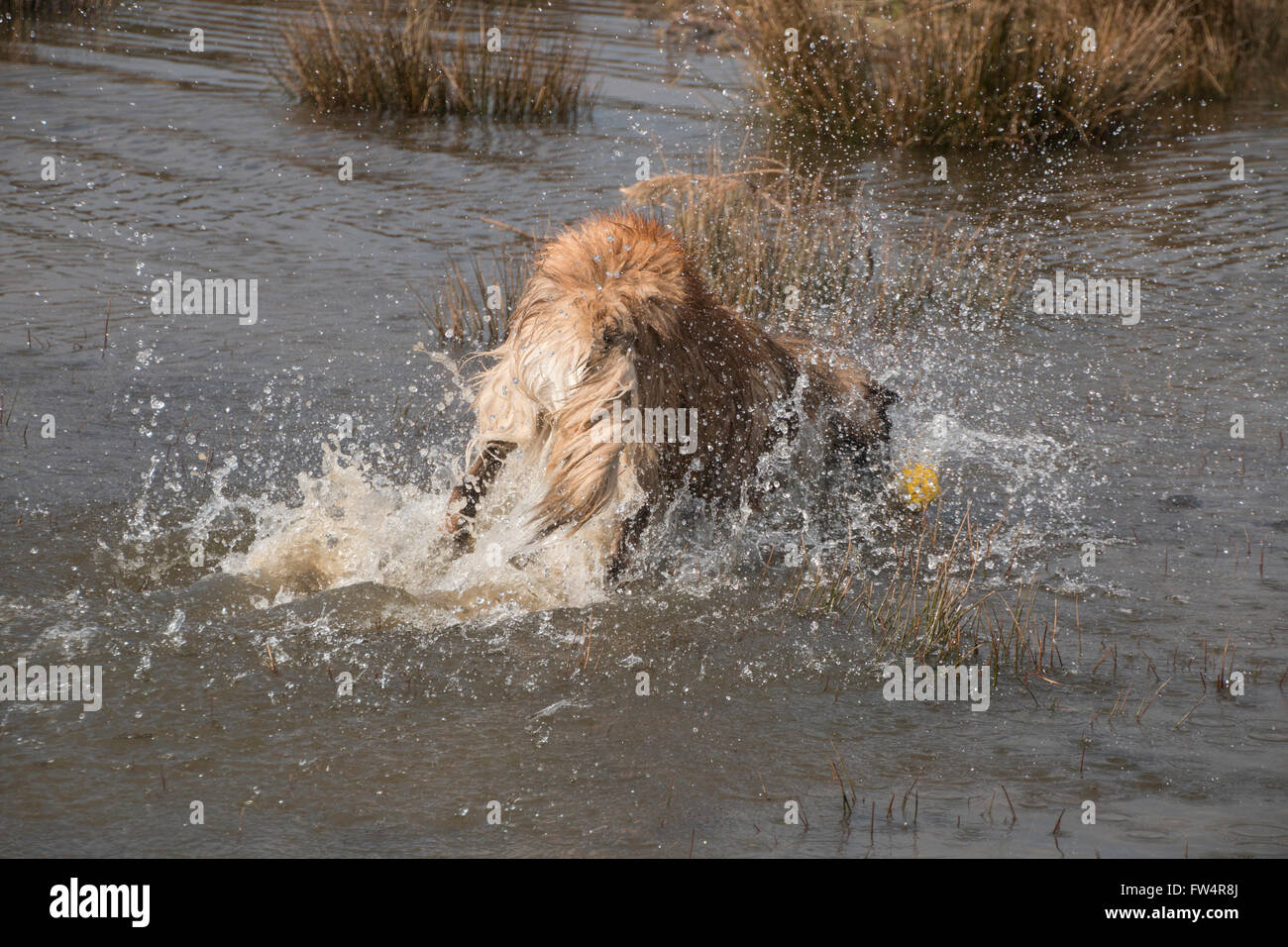 Spruzzi di acqua dal cane jumping in Foto Stock