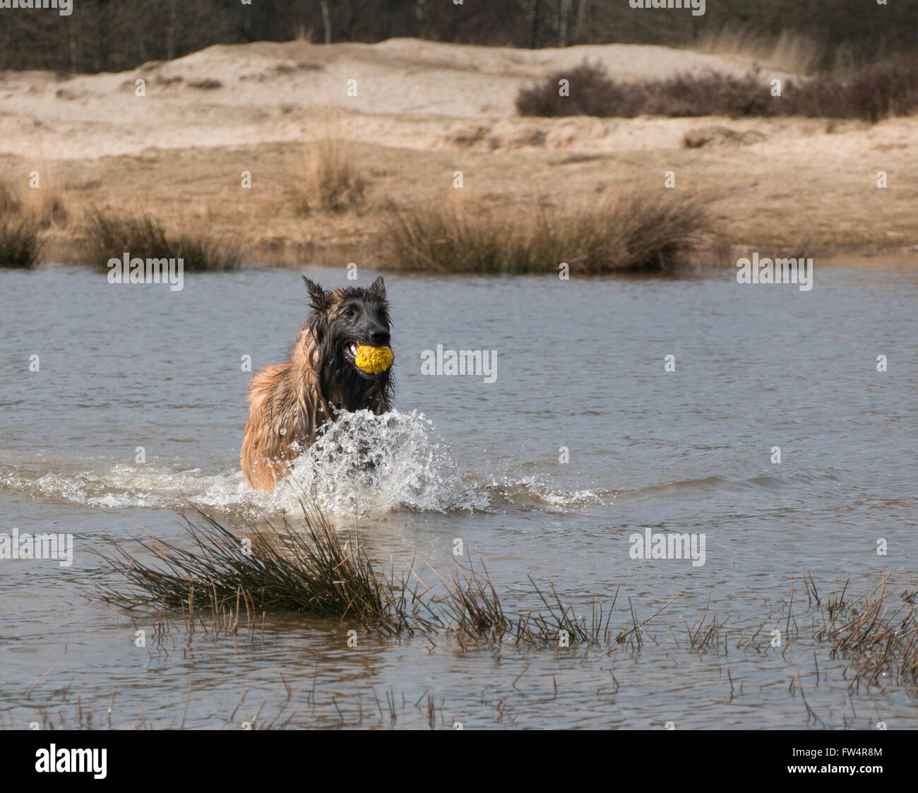 Cane in esecuzione in acqua con una sfera Foto Stock