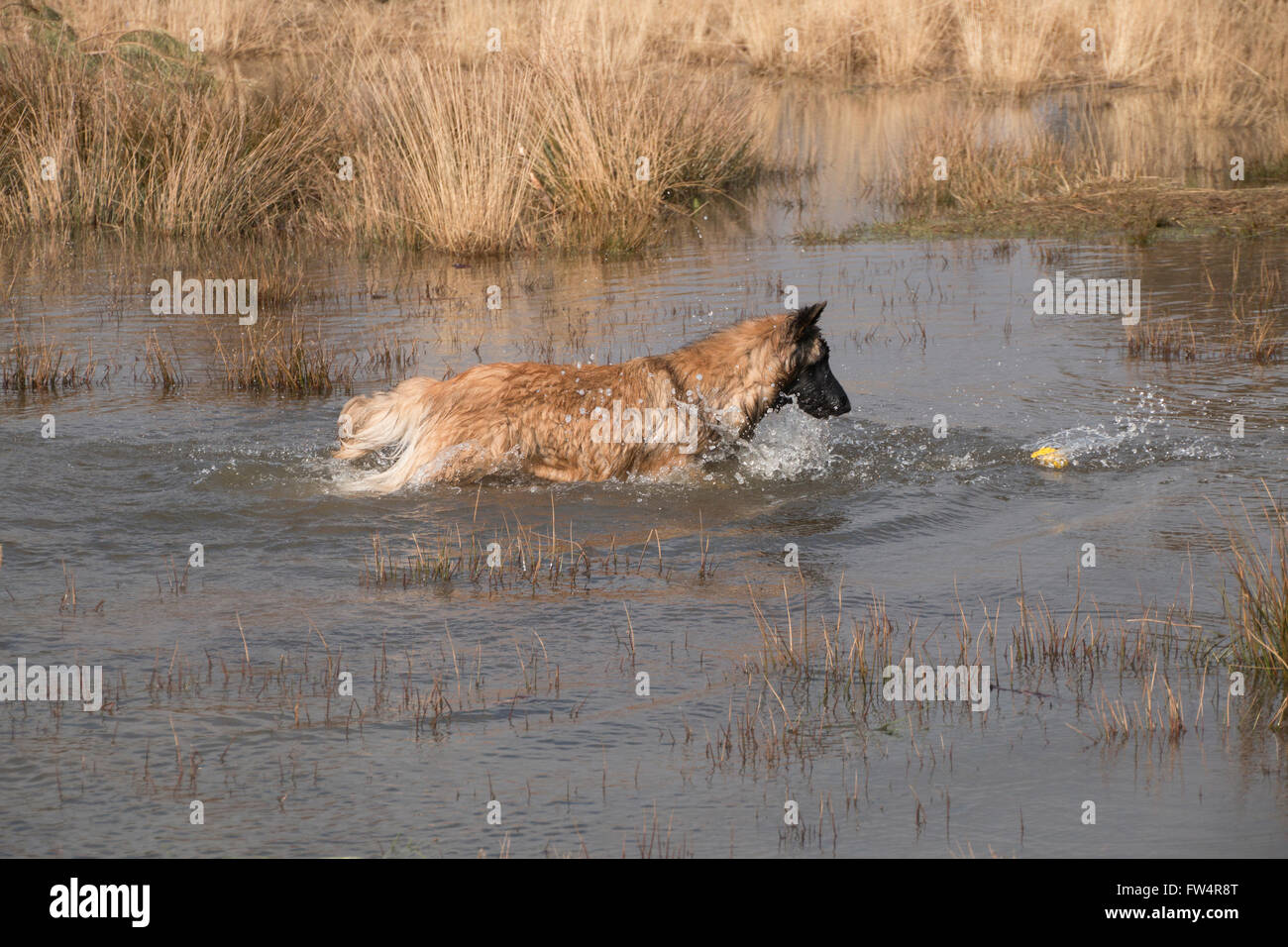 Cane recupera una palla in acqua Foto Stock