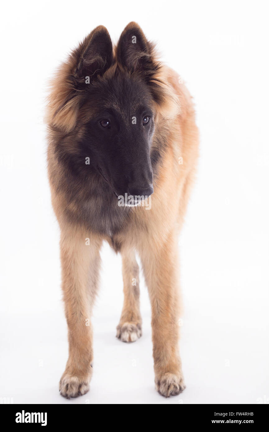 Pastore belga Tervuren cane cucciolo, i sei mesi di età, in piedi, isolato su bianco di sfondo per studio Foto Stock