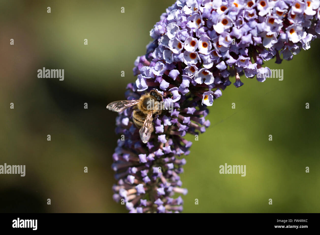 La fotografia macro di un ape su un viola butterfly bush Foto Stock