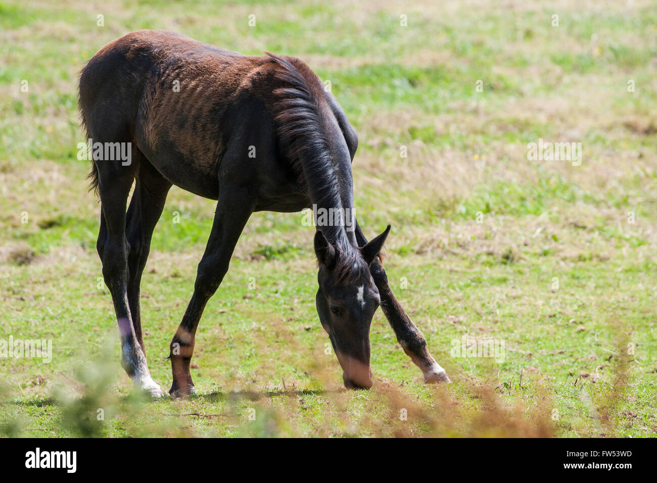 Giovane puledro / young colt in campo nel Gloucestershire England Regno Unito al pascolo estivo sull'erba. Foto Stock