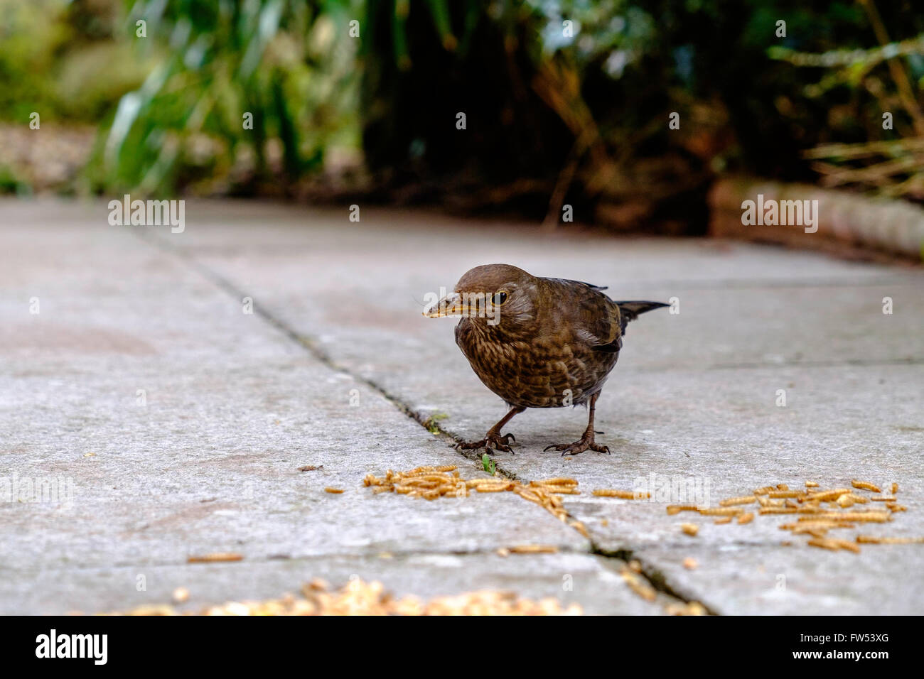 Giovani femmine blackbird mangiare pasti worms sul patio nel giardino interno Gloucestershire England Regno Unito agli inizi della primavera Foto Stock