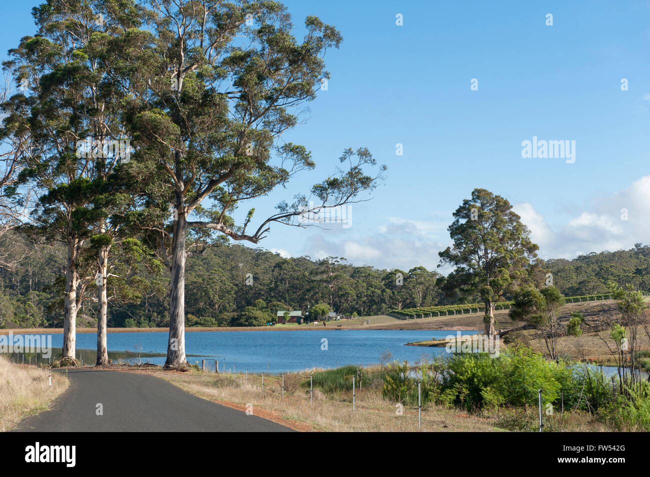 Campagna di guida da Pemberton alla grande diga Brook, Gloucester National Park, Australia occidentale Foto Stock