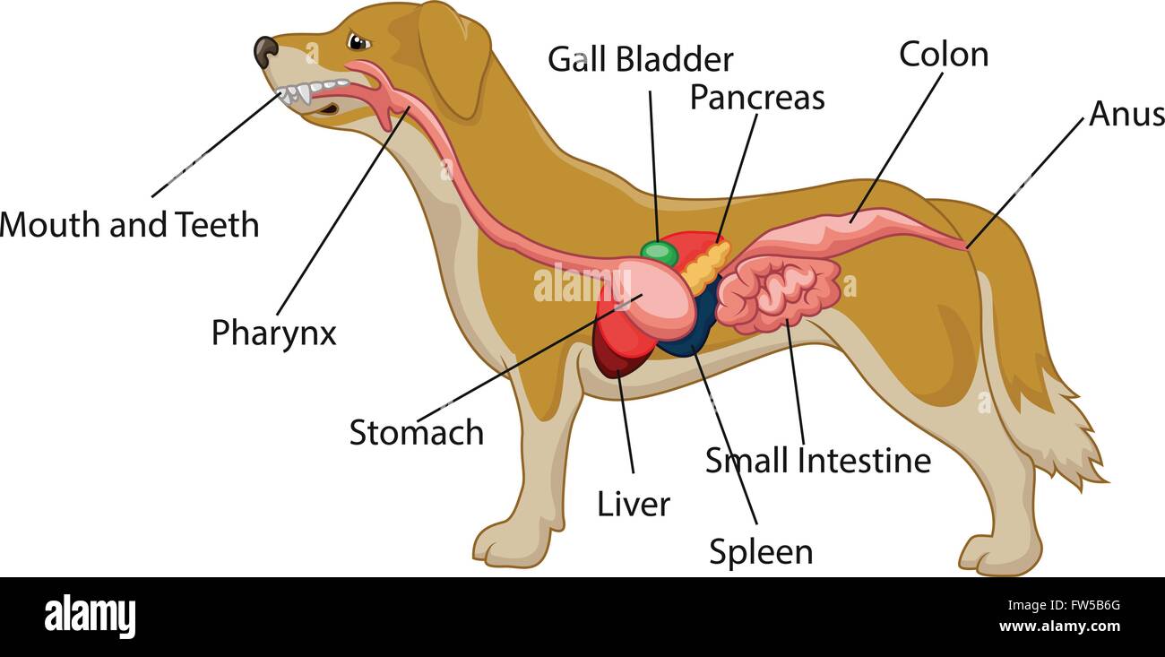 Illustrazione del sistema digestivo del cane anatomia Illustrazione Vettoriale