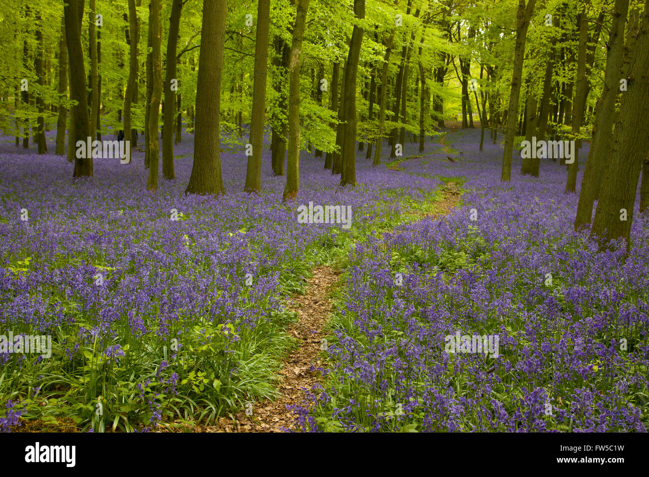 Percorso attraverso un bluebell e legno di faggio in primavera Foto Stock