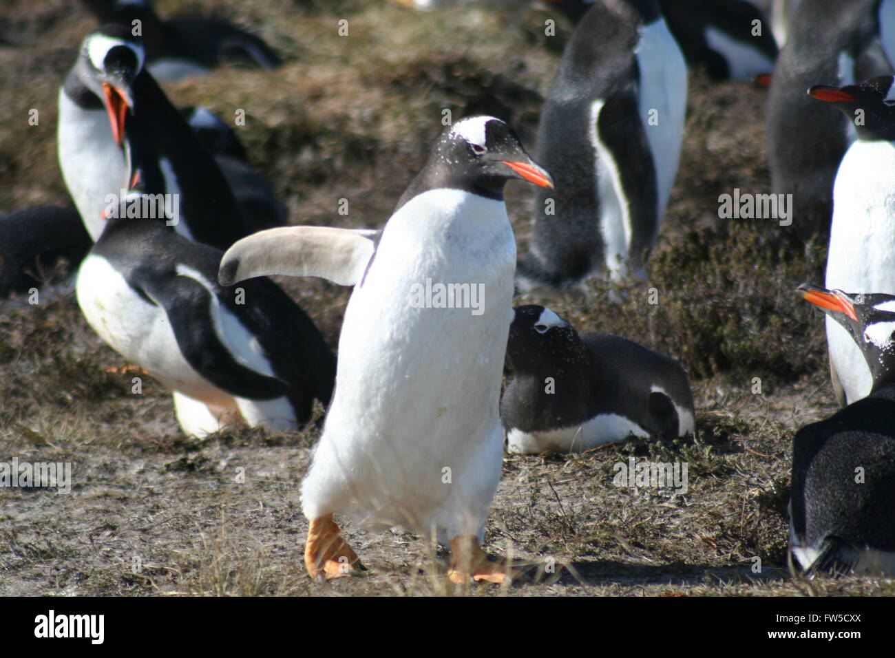 I pinguini Gentoo Isole Falkland British Overseas Territorio Foto Stock