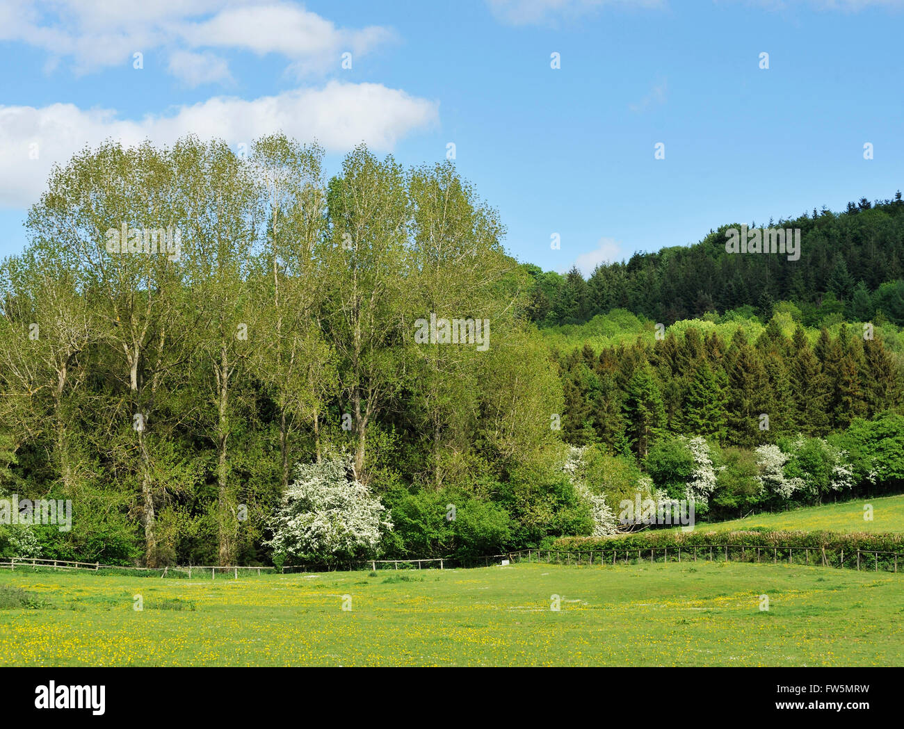 Wenlock Edge, una collina boscosa scarpata di calcare vicino a Much Wenlock, Shropshire, Inghilterra, con siepi di una notevole varietà. In tarda primavera sbocciano i fiori. L'impostazione per A. E. Housman epico "On Wenlock Edge del legno in difficoltà". Ralph Vaughan Williams, compositore inglese, composto 'On Wenlock Edge' nel 1909. Inoltre oggetto di diverse opere di artista L. S. Lowry: il più noto, "un po' di Wenlock Edge', un bel disegno a matita. George Butterworth, MC (1885 - 1916) era un compositore inglese più noto per il suo tono poesia le banche di verde di salice e impostazioni di A. E. Housman le poesie. Sei canzoni da un Shrops Foto Stock